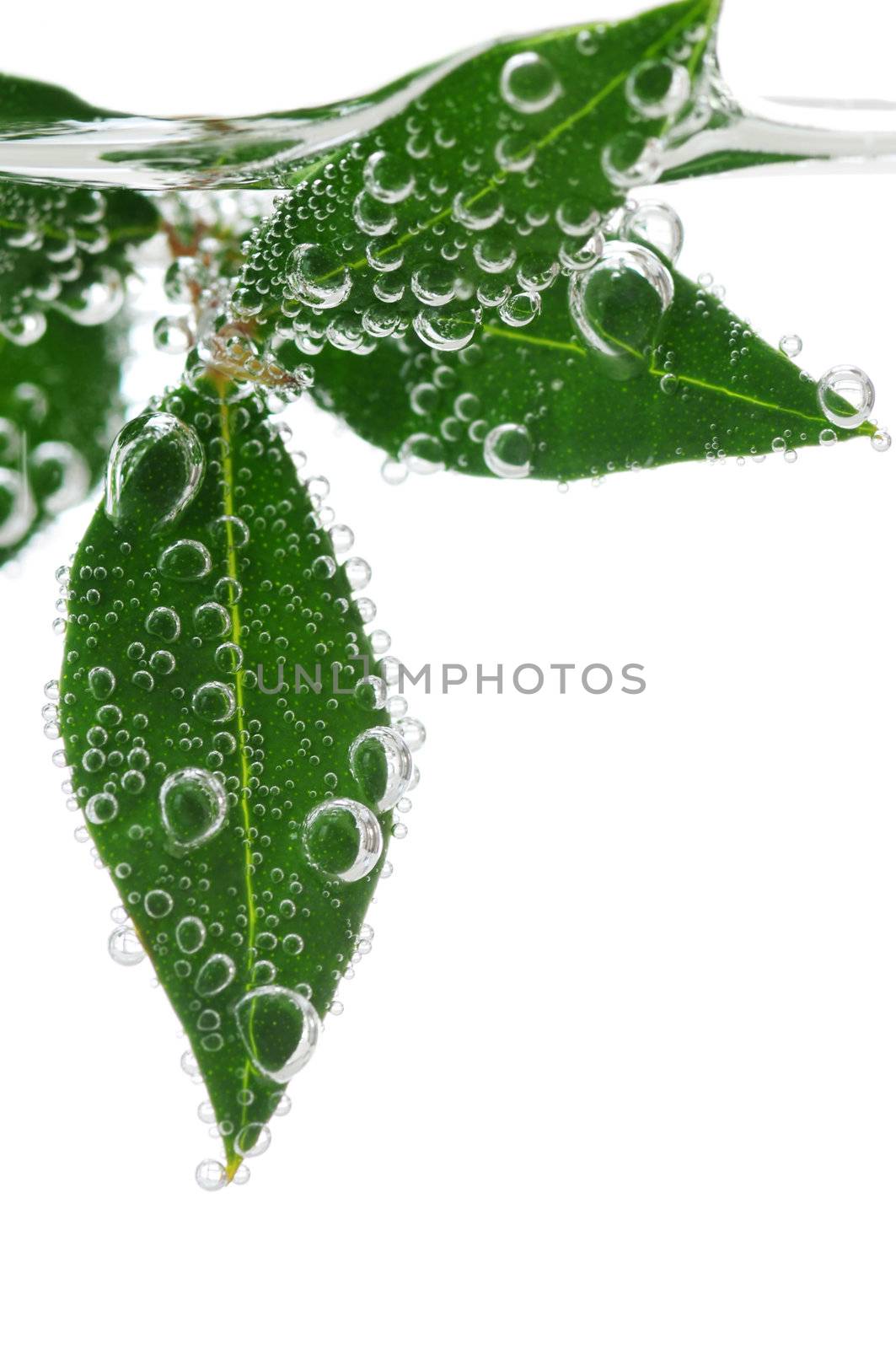 Green leaves of a plant submerged in water with air bubbles