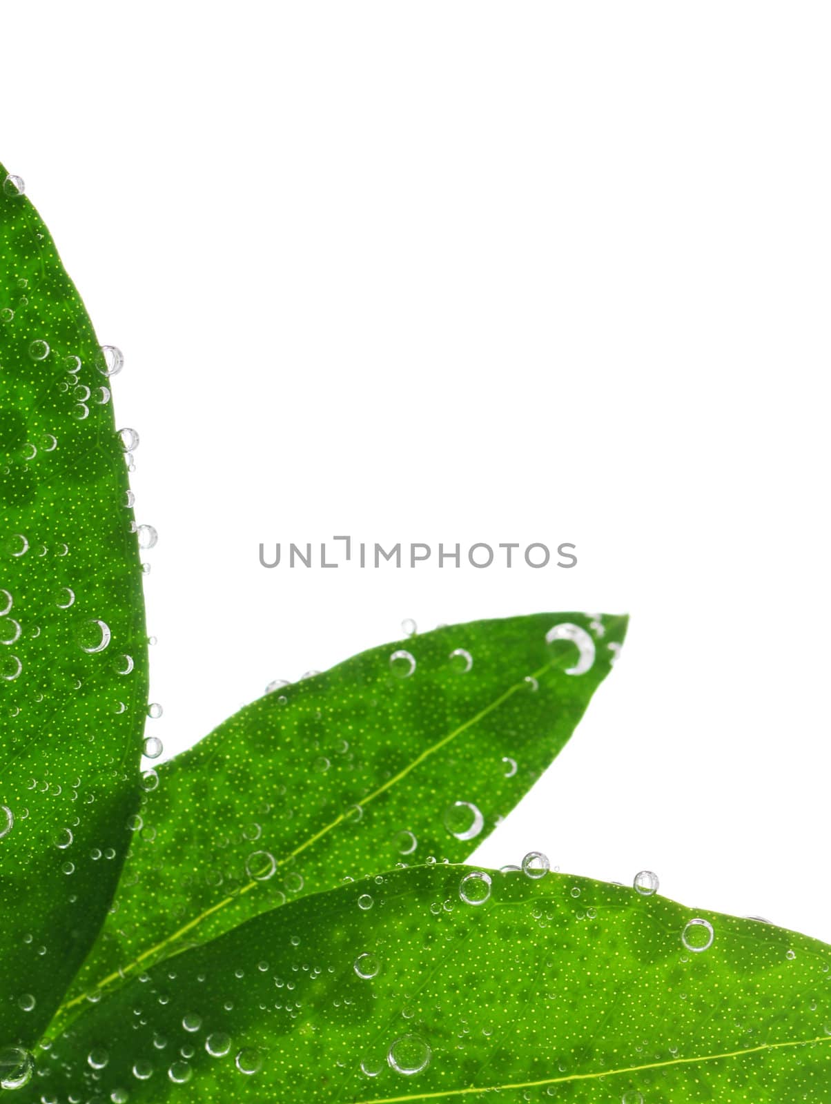 Green leaves in water isolated on white background