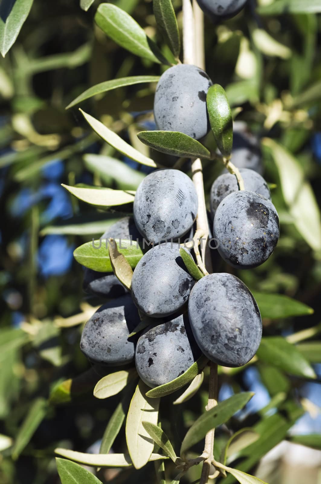 A bunch of delicious fresh unpicked black olives hanging on the tree in sunshine in nature outdoors ready to harvest