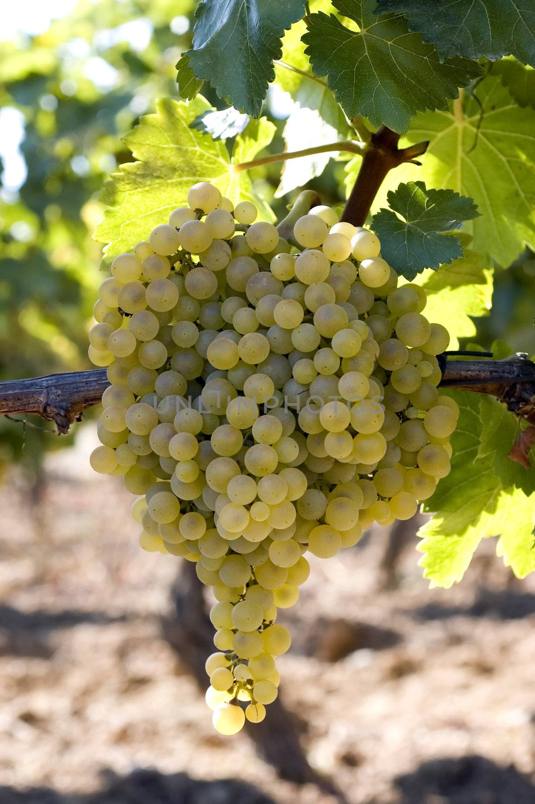A view of a large bunch of plump, juicy white grapes still growing on the vine, ready to be picked.