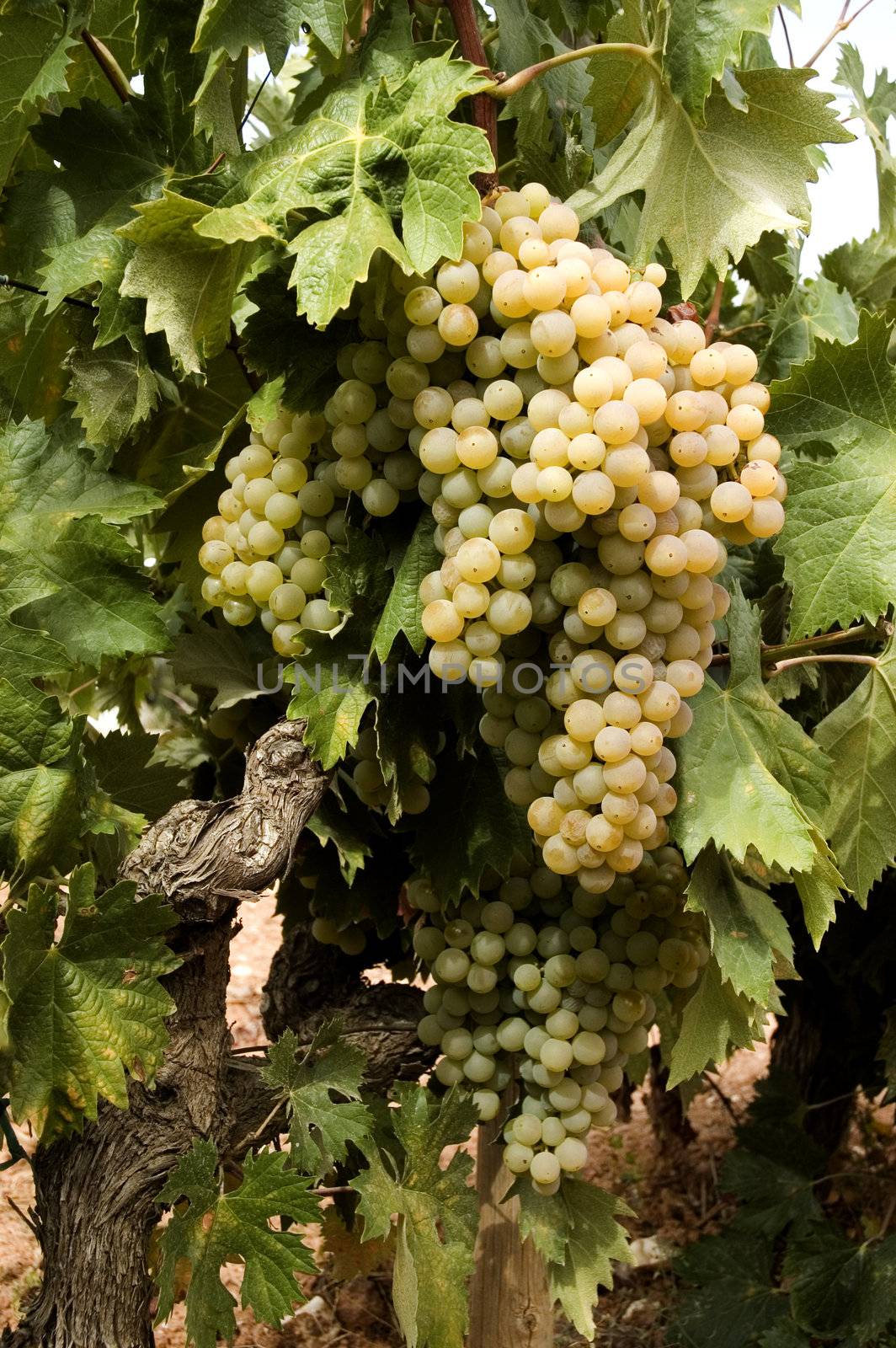 A closeup view of several bunches or clusters of ripe, juicy white grapes still growing on the vine, ready for picking.