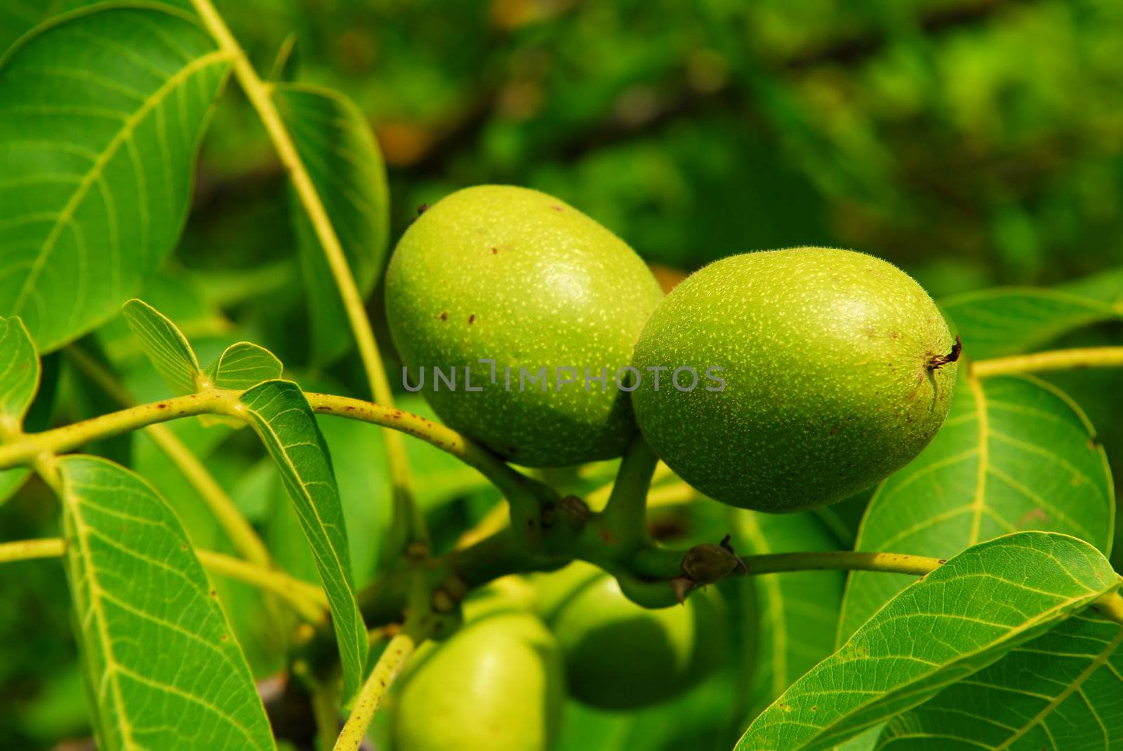 Green walnuts growing on a tree, close up