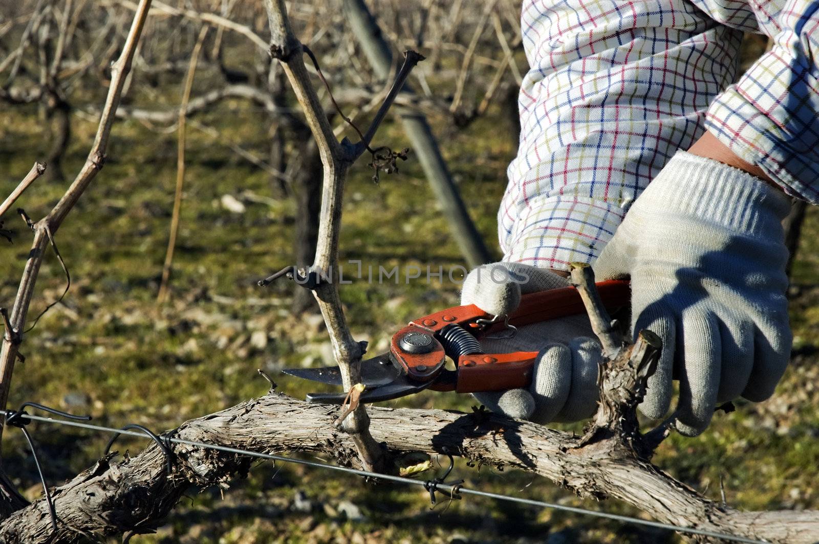 Worker pruning grapevines by mrfotos