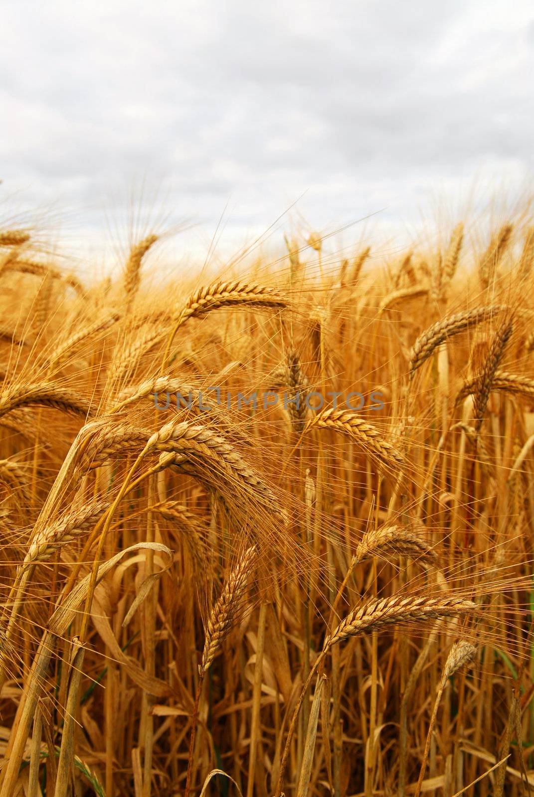 Wheat by elenathewise