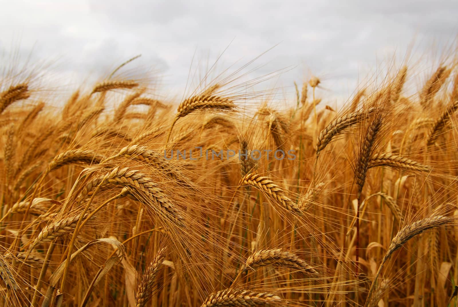 Wheat by elenathewise