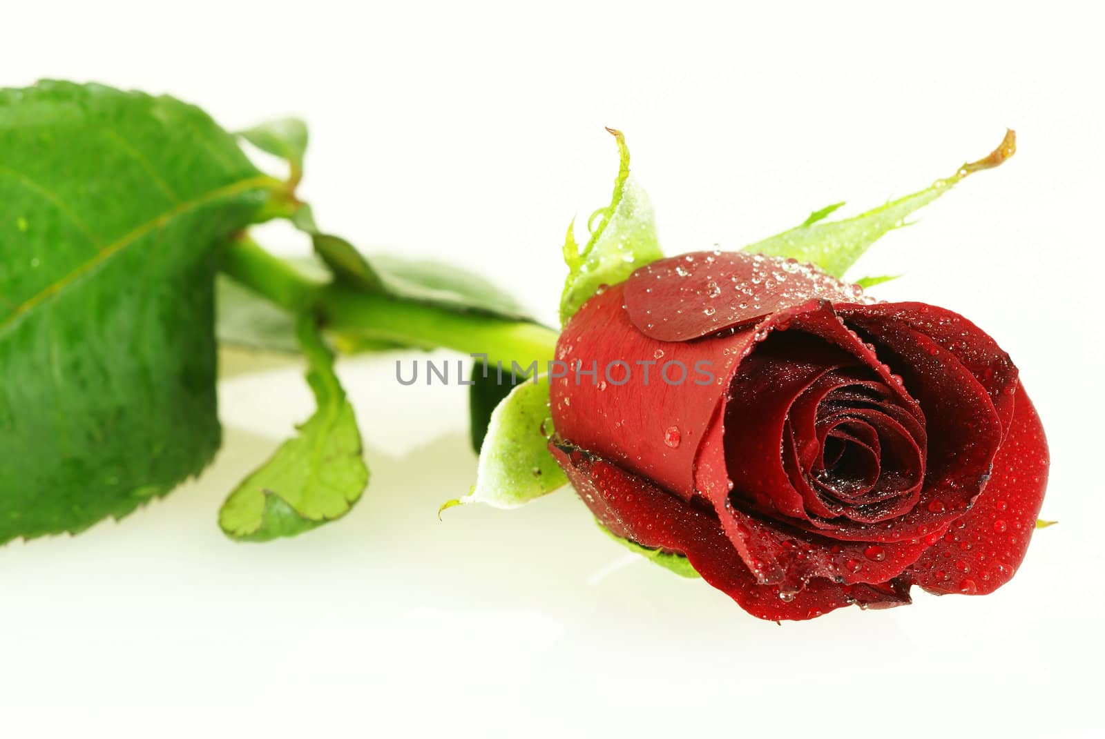 fresh red rose with lots of droplets over white