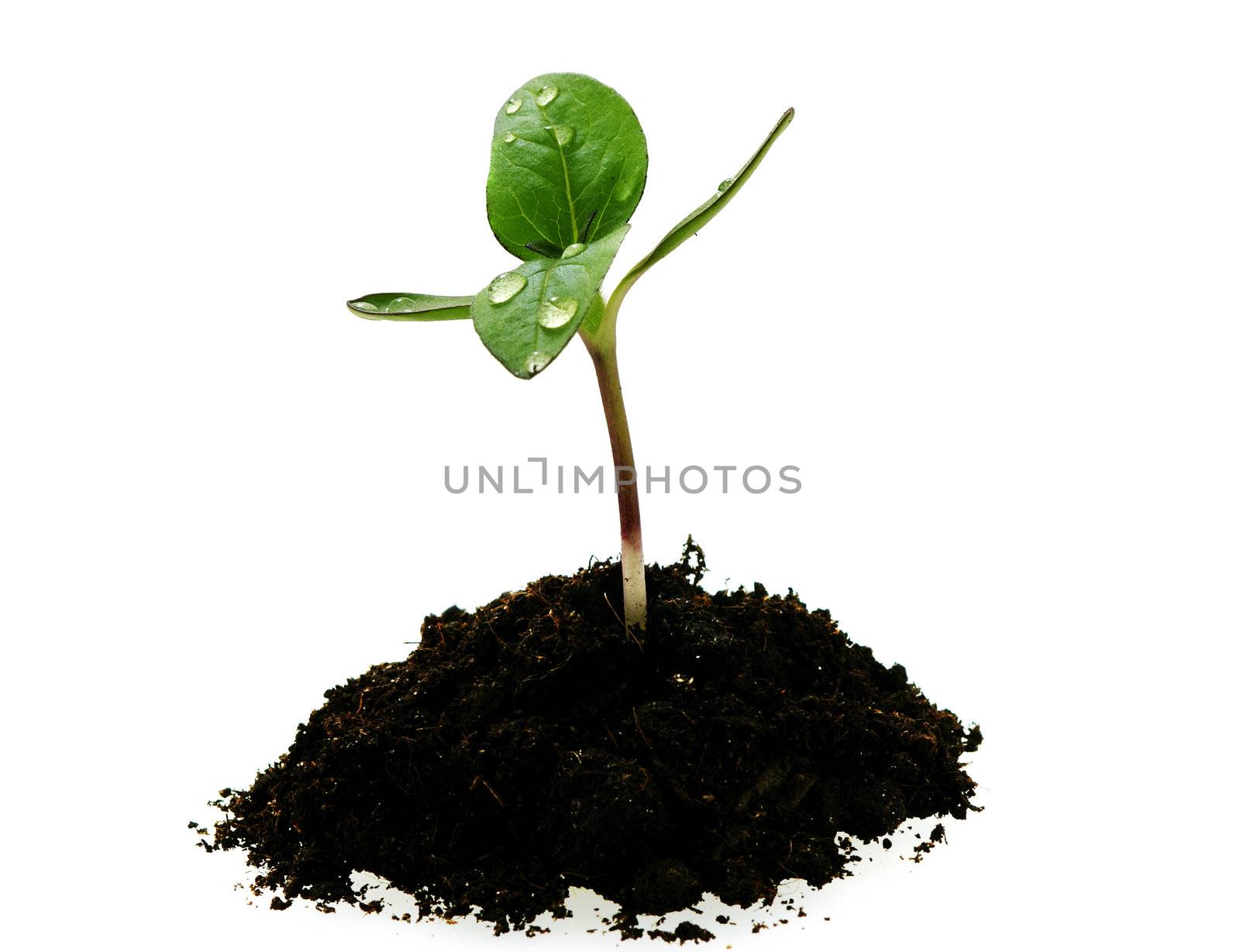 young sunflower sprout in the soil with droplets isoleted over white