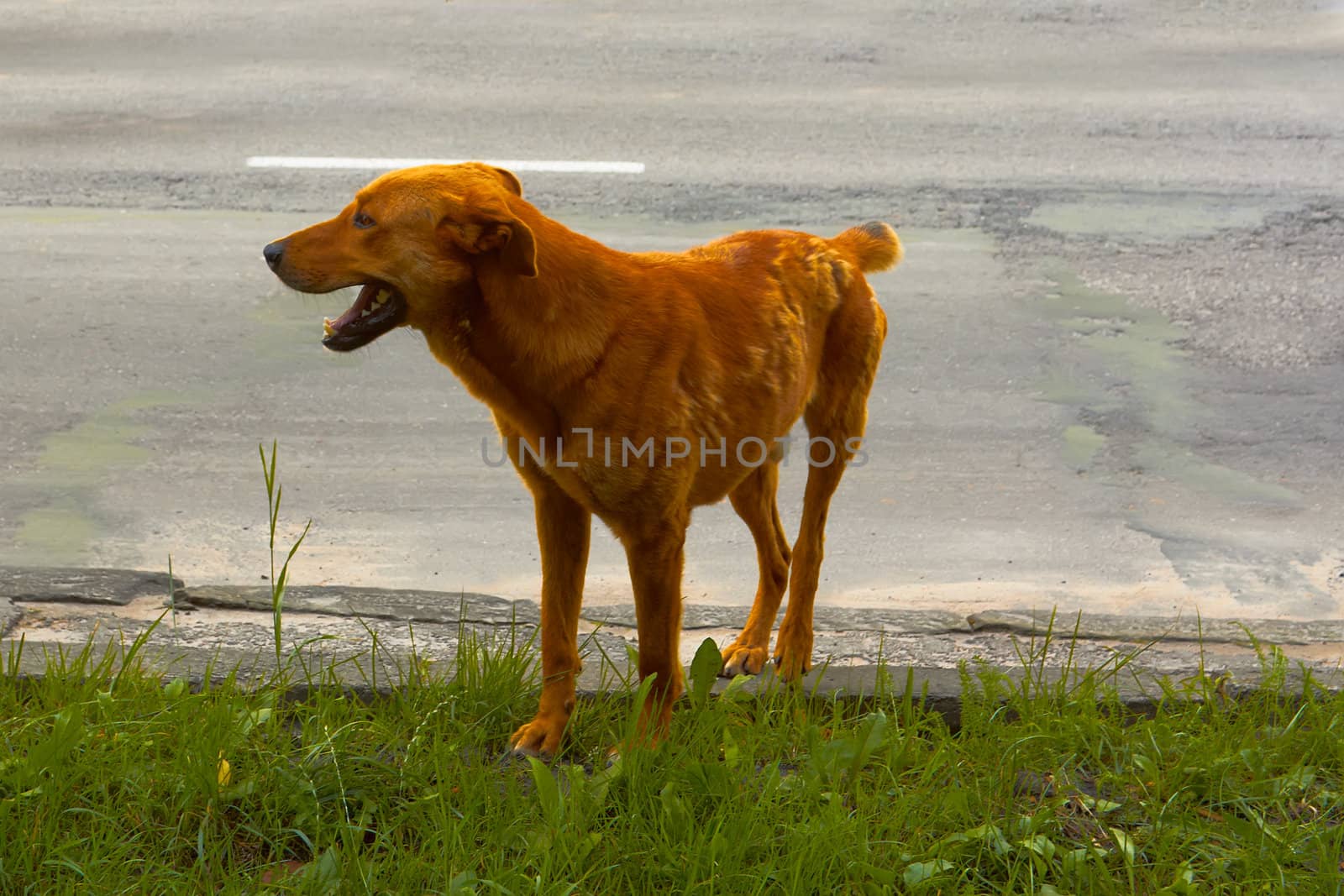 Stray dog in an empty city street