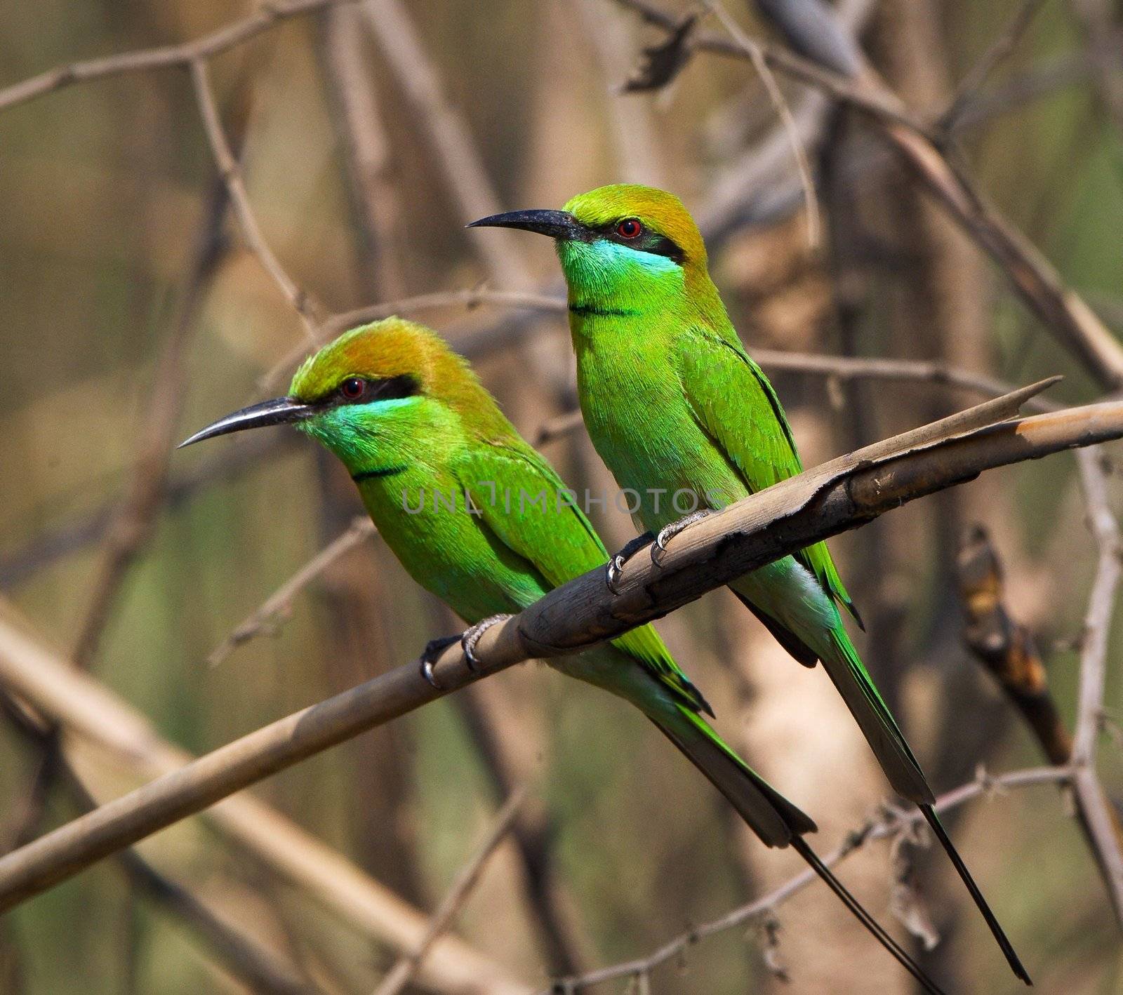  Two Little Green Bee eaters.   by SURZ