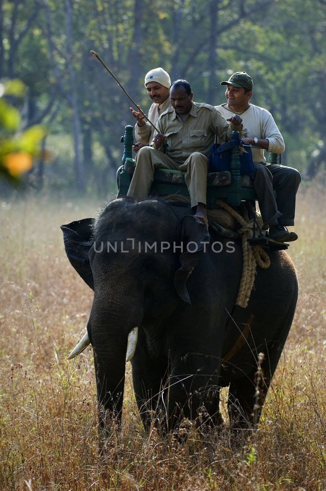 INDIA. BANDHAVGARH NATIONAL PARK. Elephant ride in Bandhavgarth National Park. Umaria district of Madhya Pradesh. India. 17 march 2010.