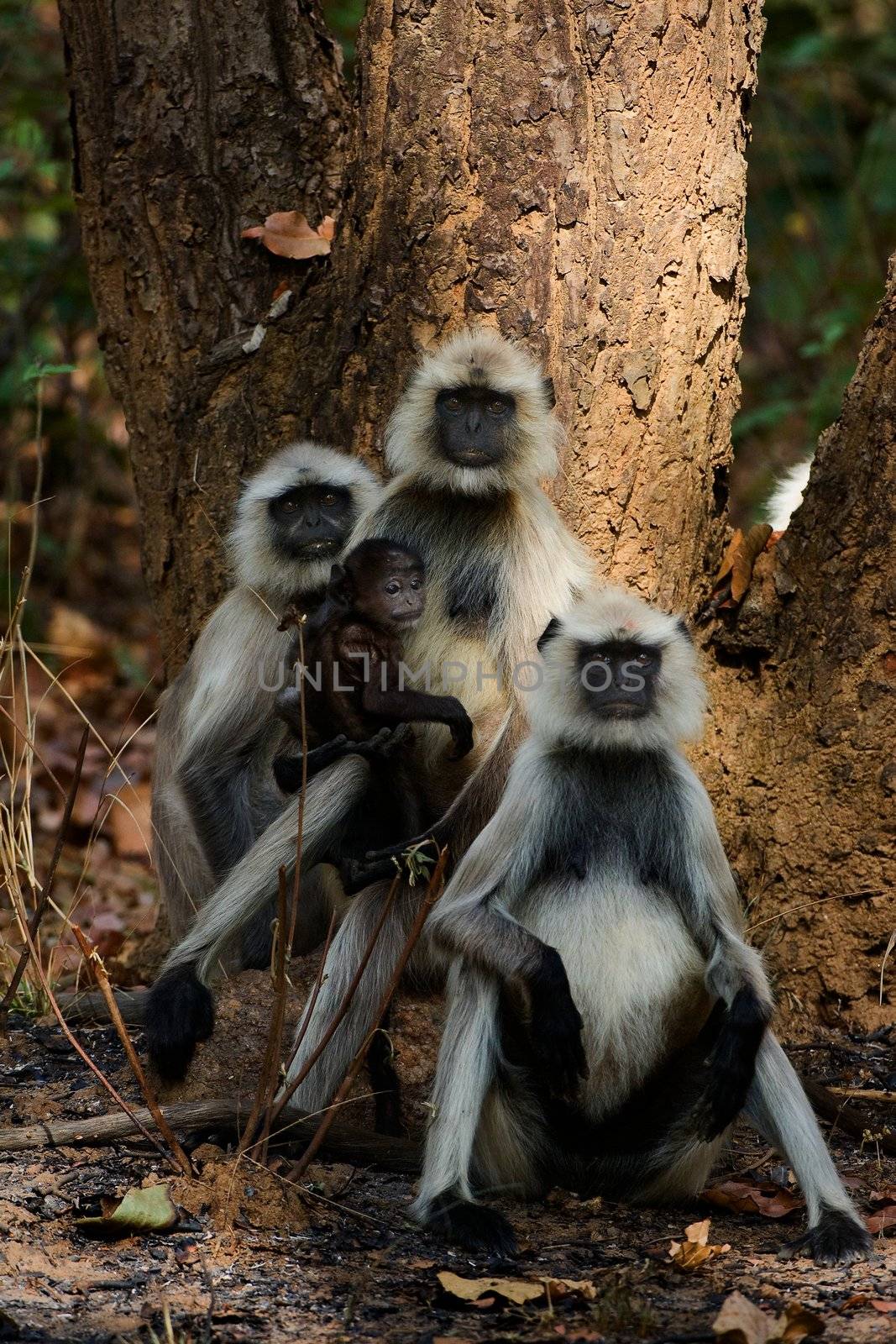 Family of monkey four Languor. Langoors sitting at tree. Bandhavgarh National Park.  India Asia