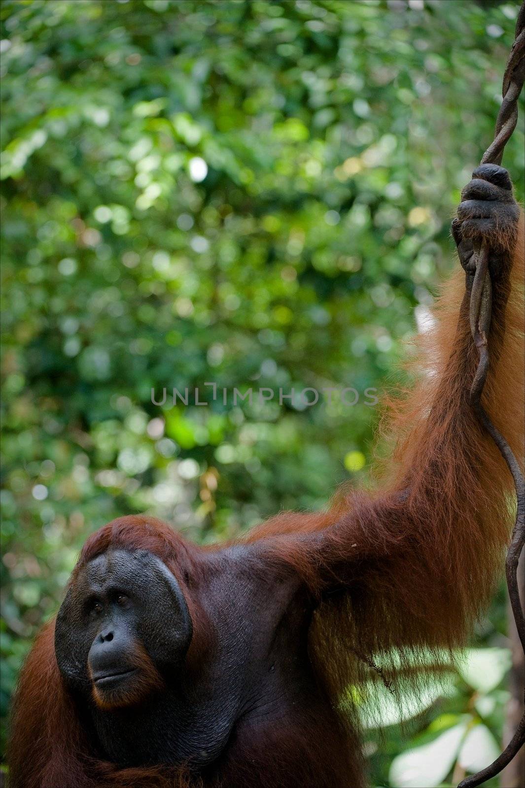 The adult male of the orangutan keeps for a branch and looks the party against green foliage of jungle.