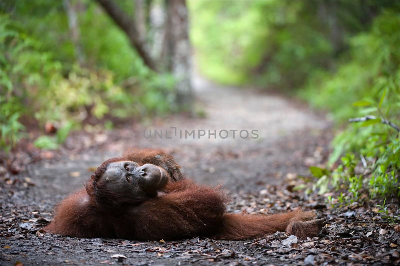 - Lay down nearby! The young male of the orangutan is impressive lies on wood road leaving afar and interrogatively looks.