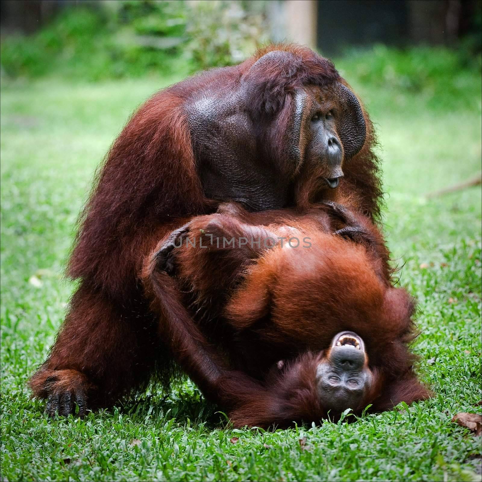 Passionate pairing of orangutans against green wood in jungle Borneos. 