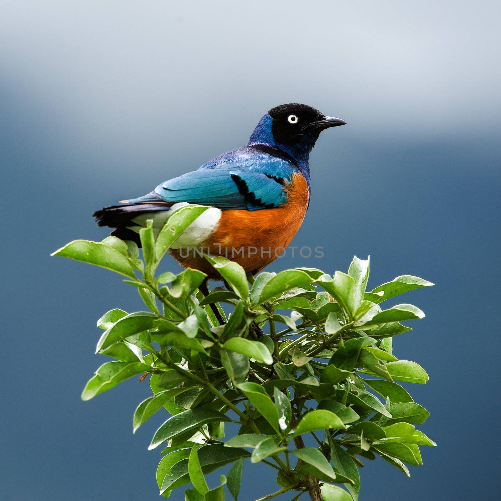 SUPERB STARLING.The orange-blue bird sits on a green branch on brightly dark blue background. 