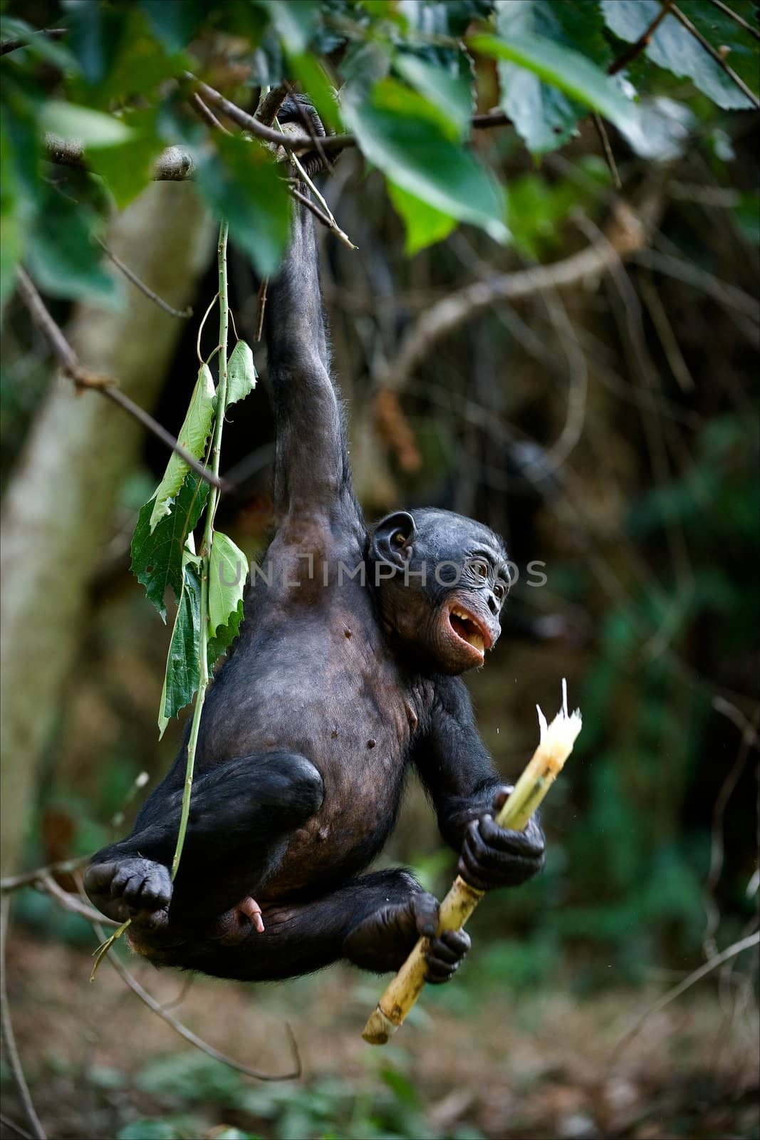 Bonobo cub. by SURZ