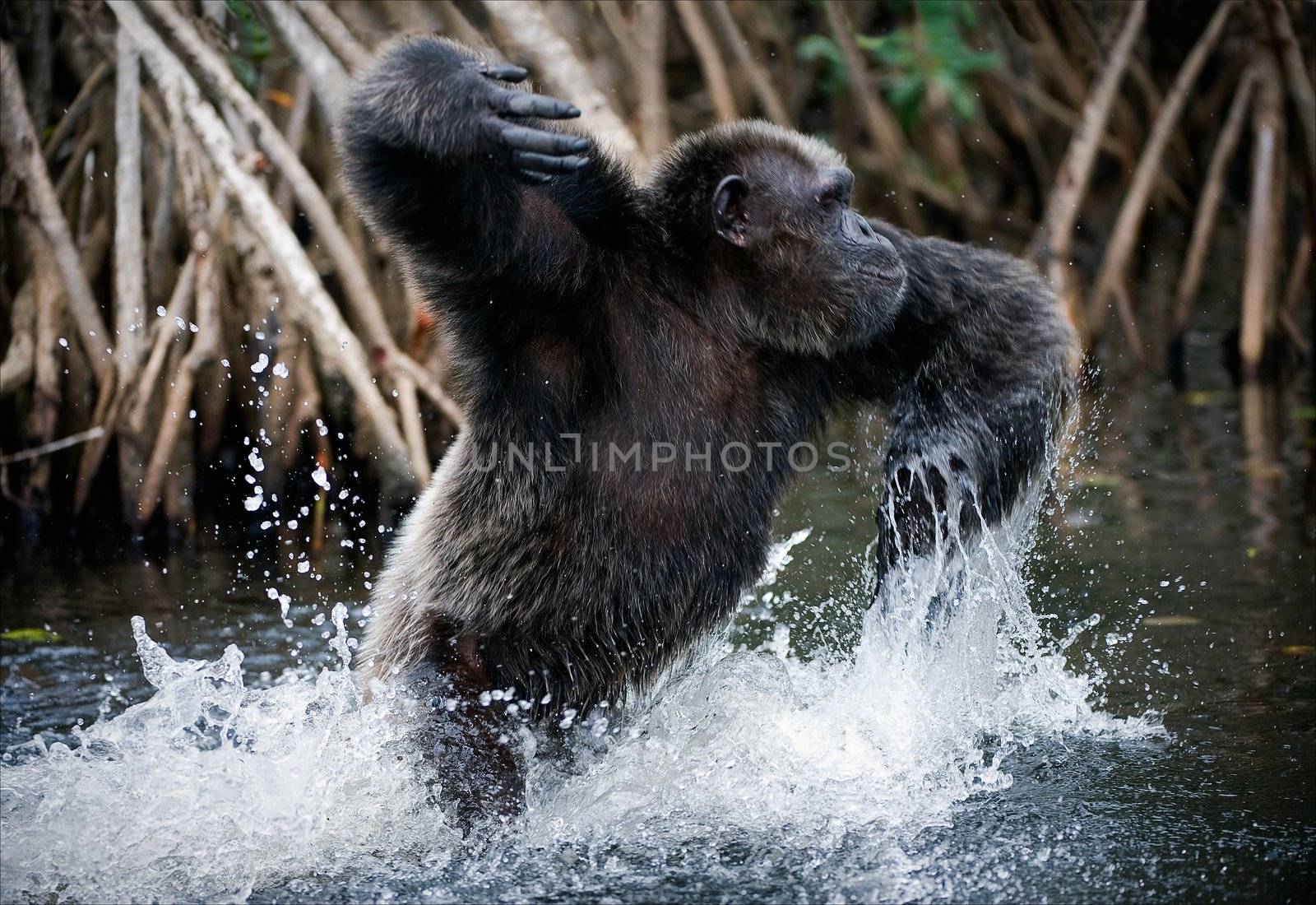 Chimpanzee in water by SURZ