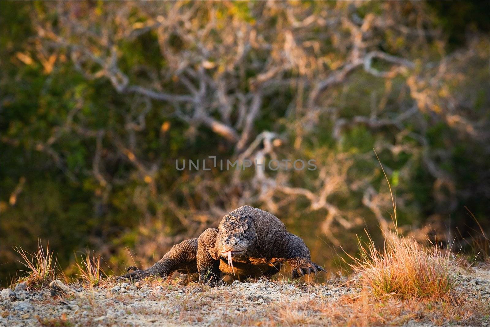 The dragon comes. A dawn. Komodo Dragon rises on a grief directly on us. On a background a trunk of the branchy tree, washed away slightly, create an interesting pattern.