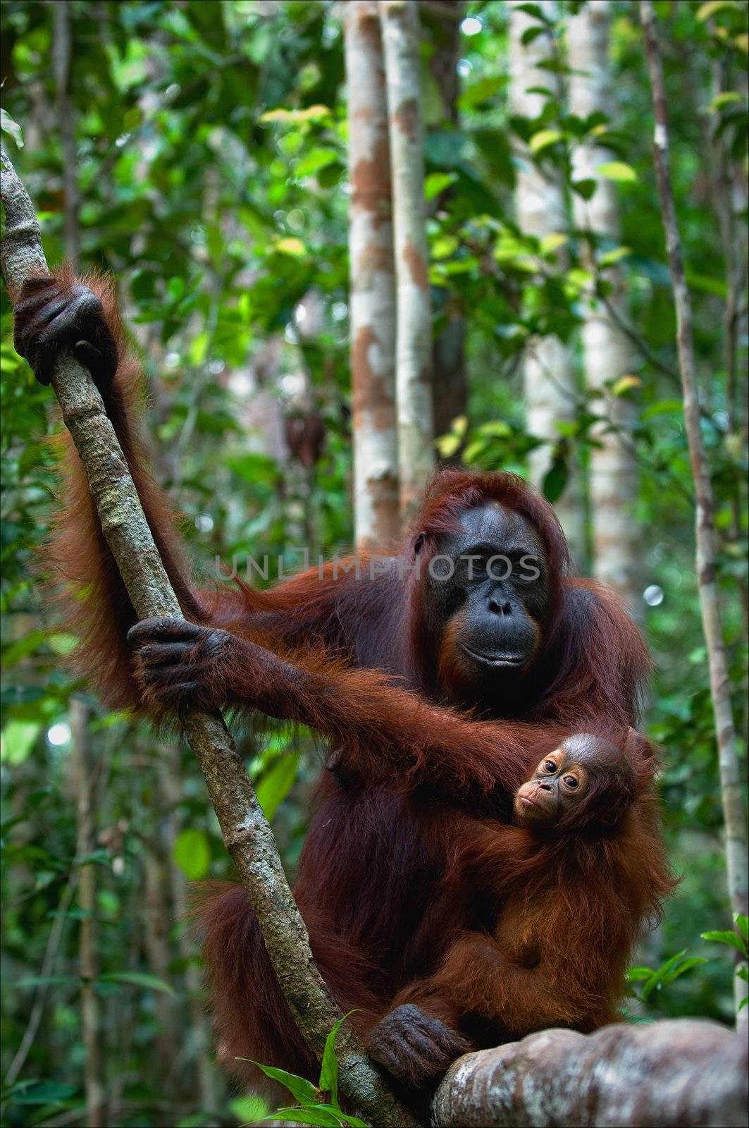 Female of the orangutan with a cub. The female of the orangutan with a cub hangs on a liana in rainforest of Borneo.