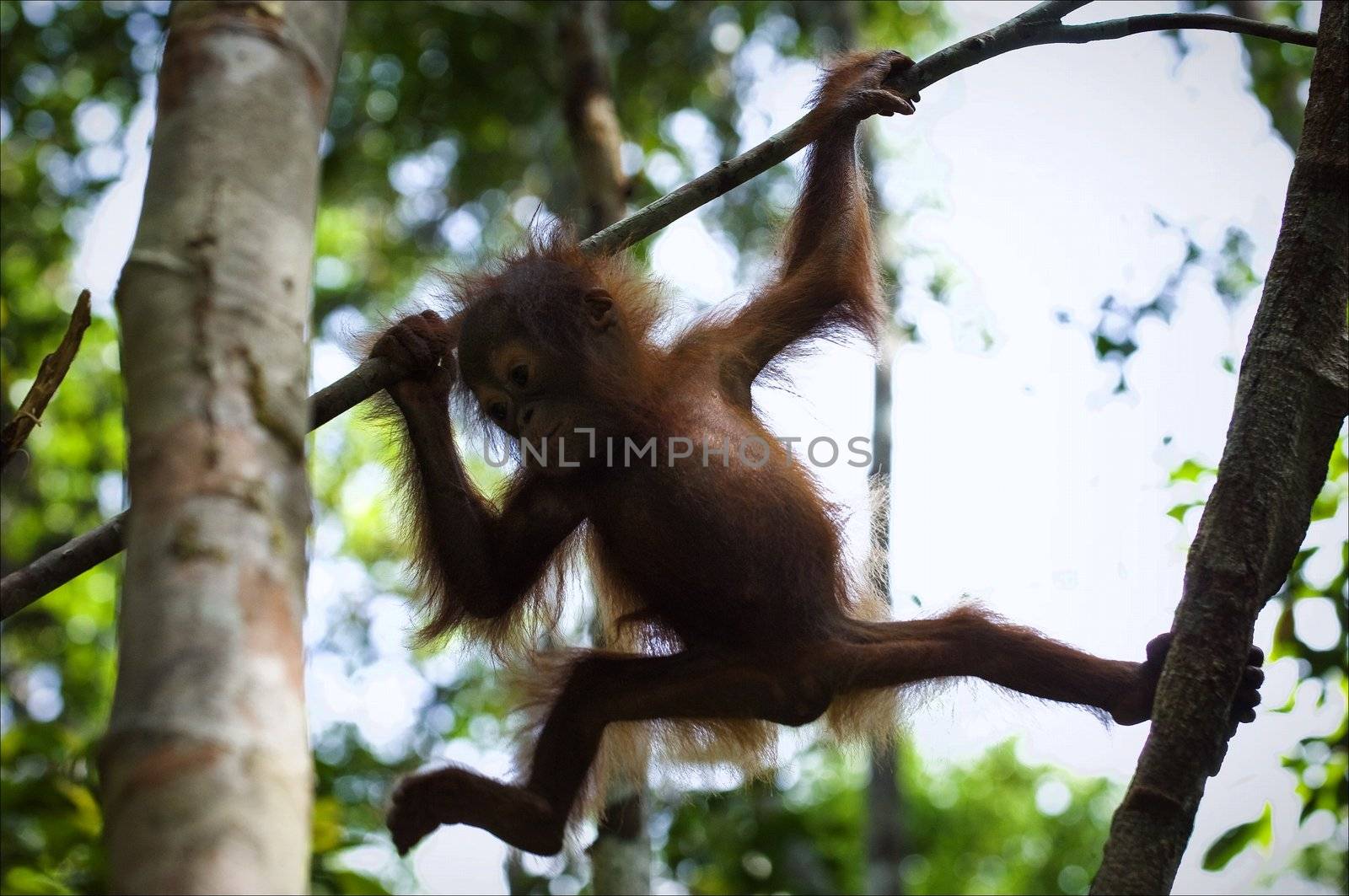 Cub of the orangutan on a branch. The small cub of the orangutan climbs on trees opposite to light.