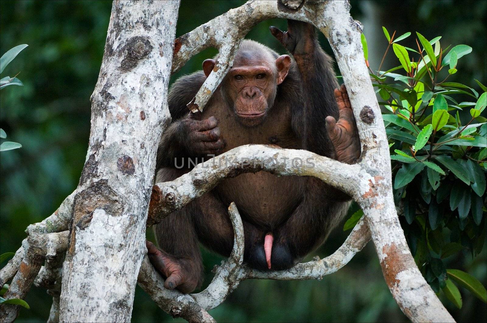 Chimpanzee on a tree. by SURZ