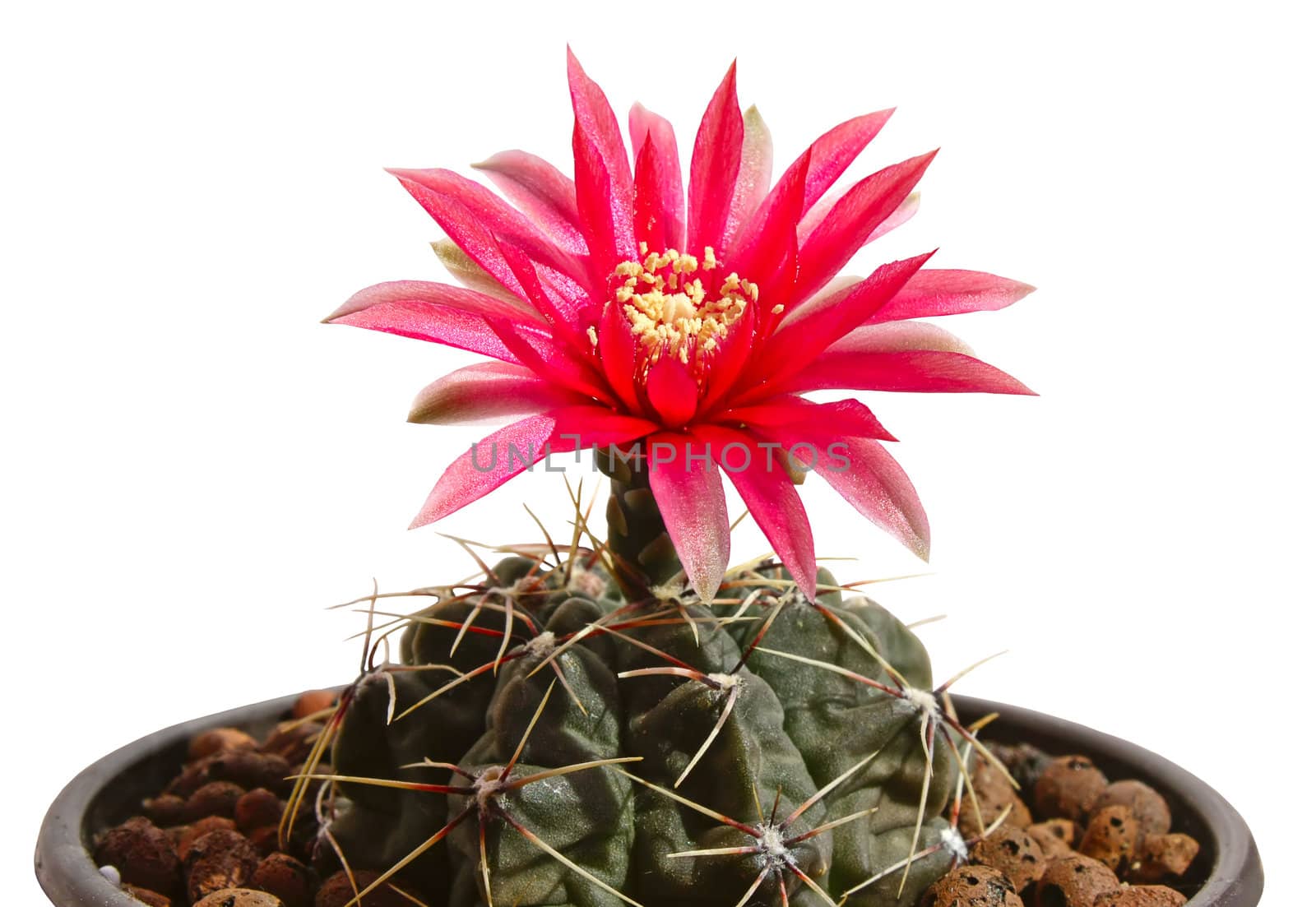 Cactus with a big red flower (Gymnocalycium baldianum), isolated on a white background.
