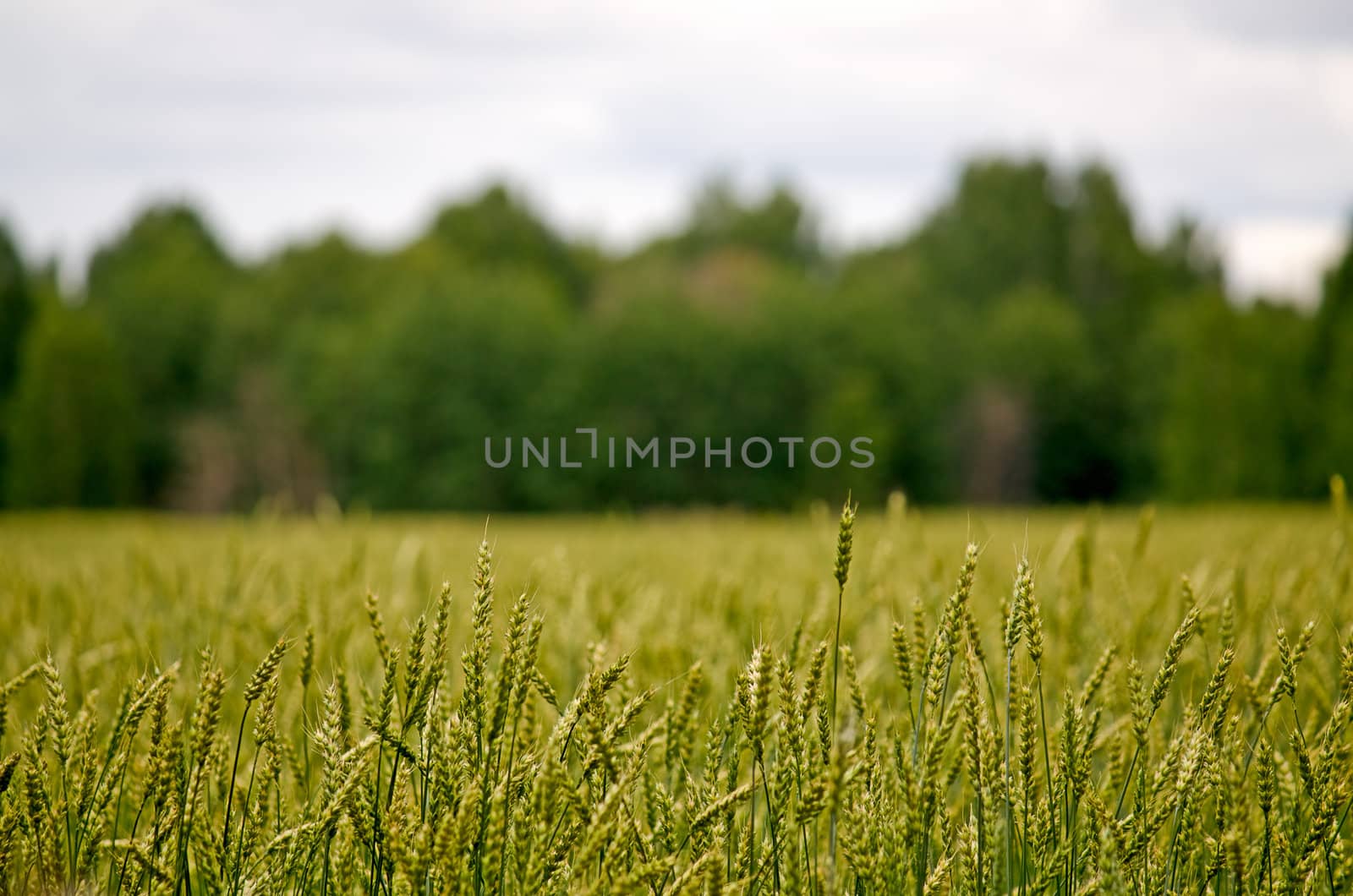 Wheat field on a background of forest and sky.