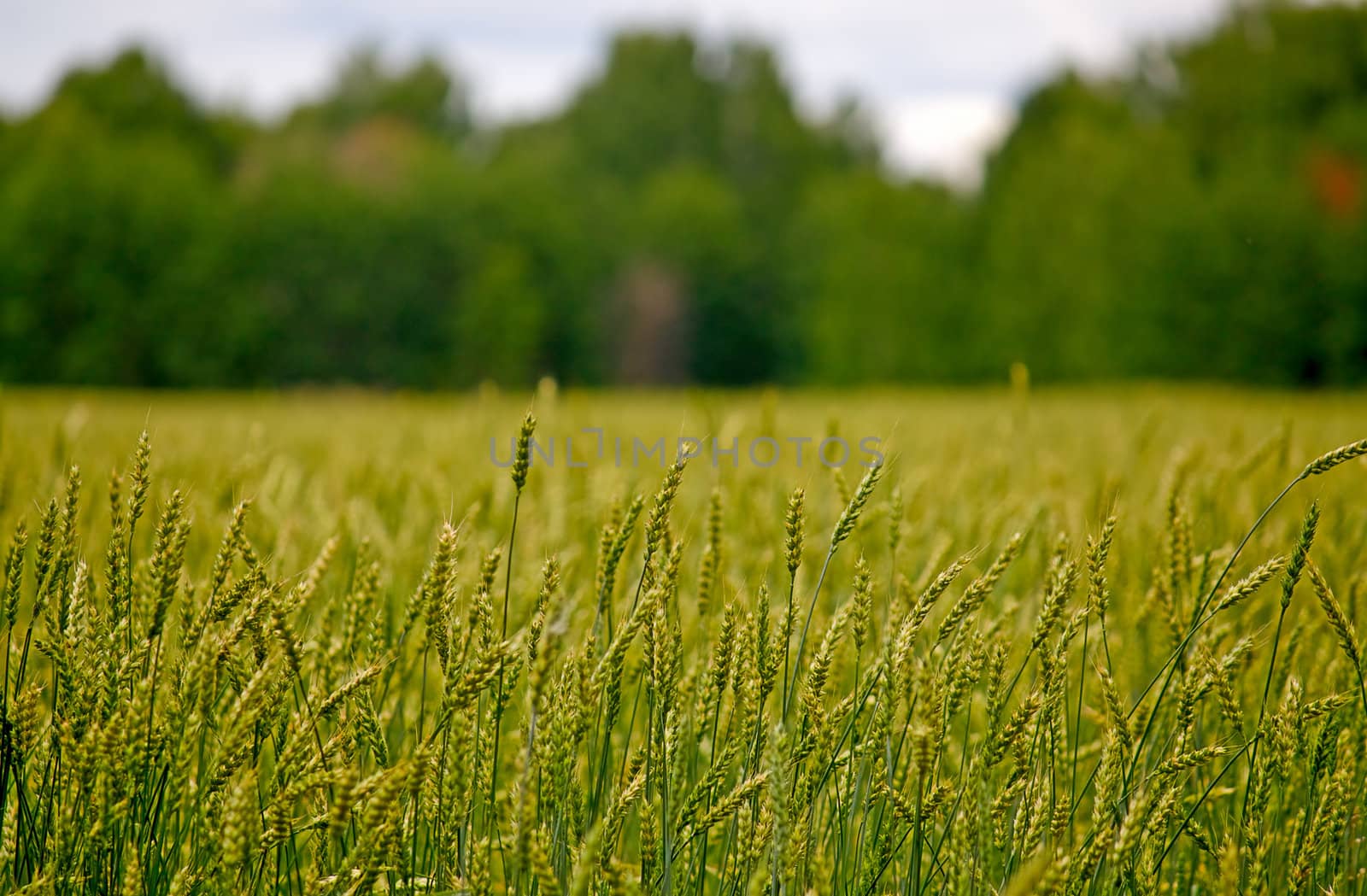Ears of wheat against the backdrop of the forest.