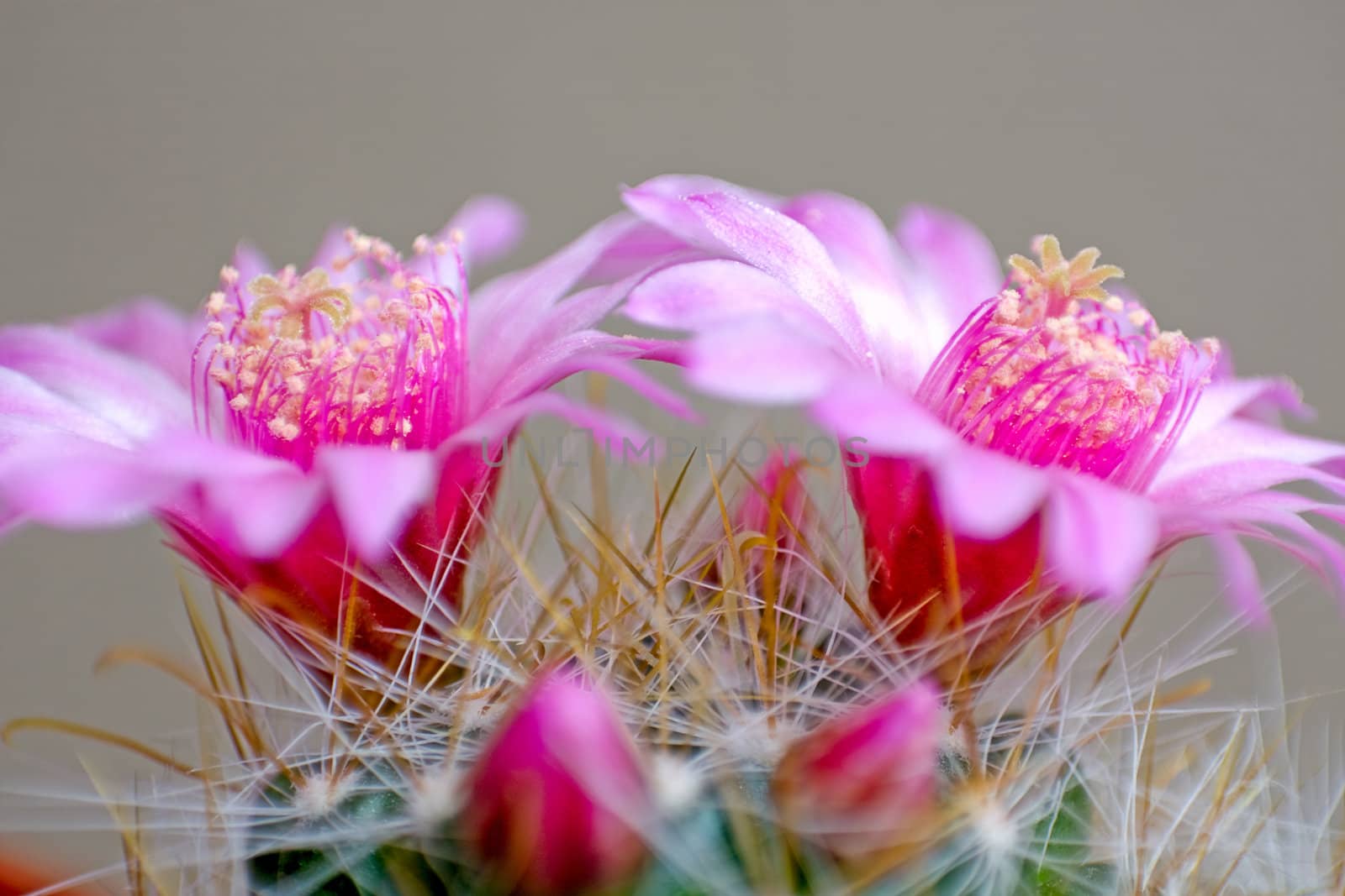 Cactus flowers by two large pink flowers.