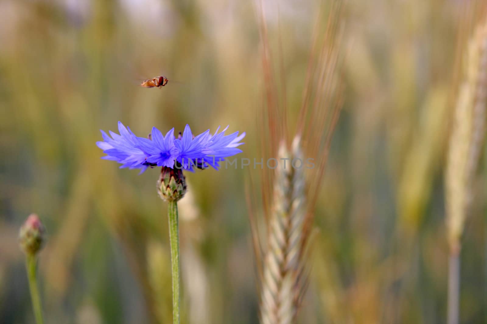 Centaurea cyanus and hoverfly by derausdo