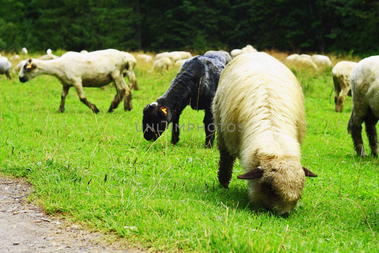 Grazing sheeps.
