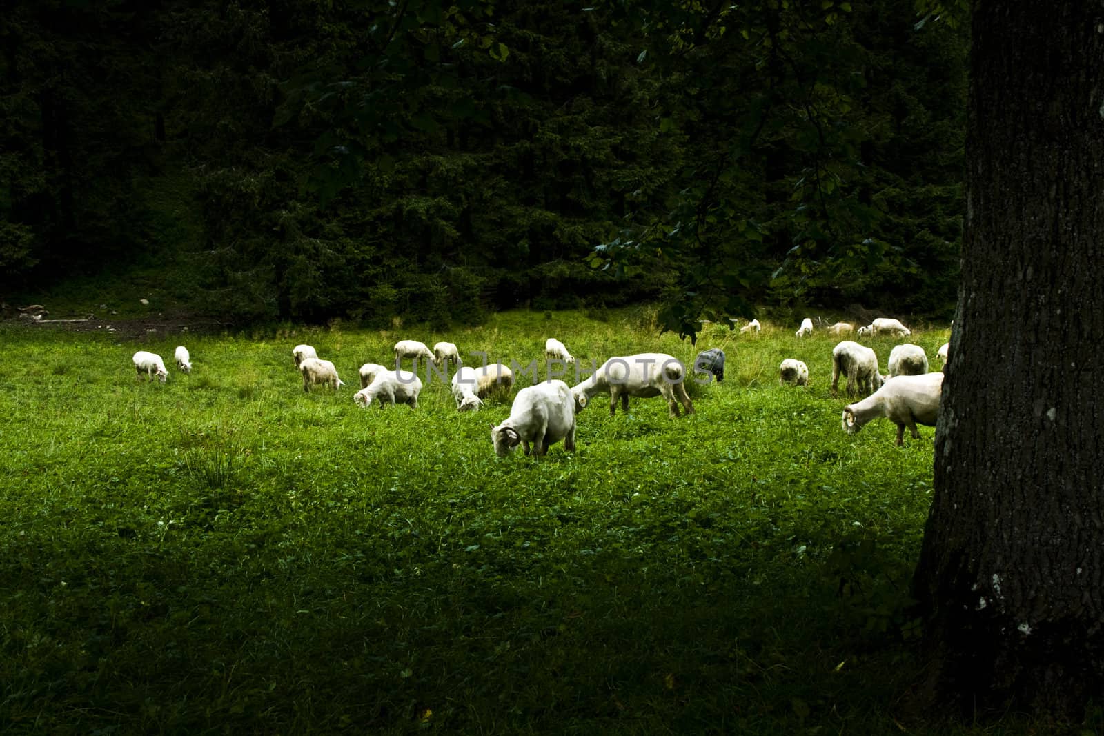 Grazing sheeps.