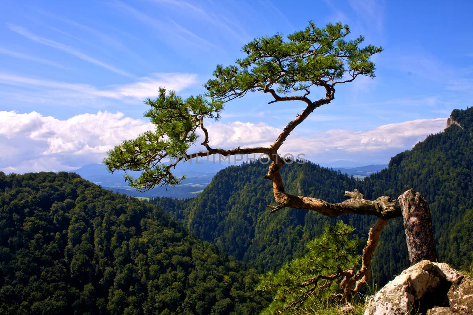 The most famous pine in Poland. Photo made on Sokolica (747 m.n.p.m.)