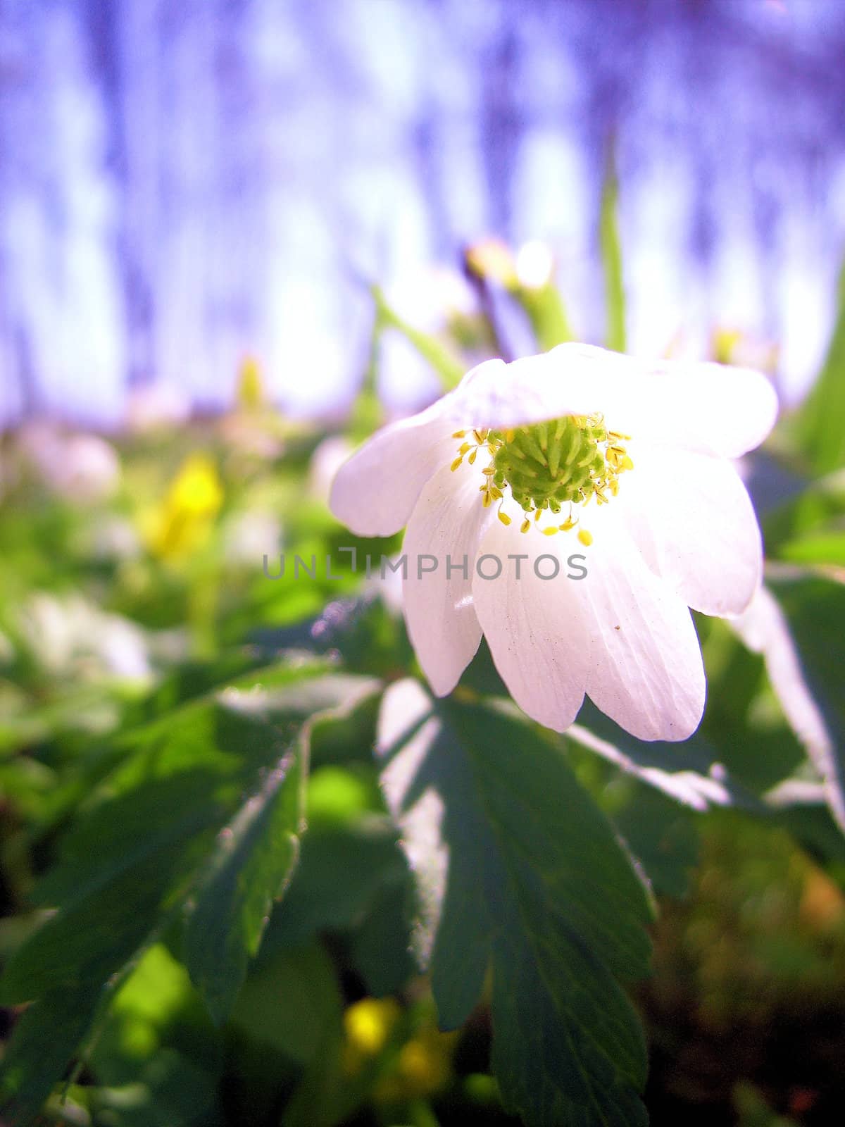 A white flower