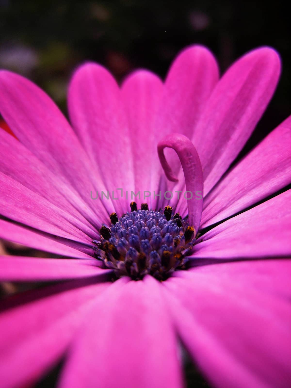 A violet flower.