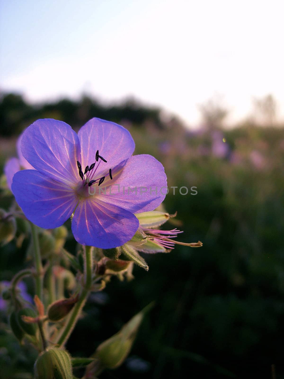 A flower