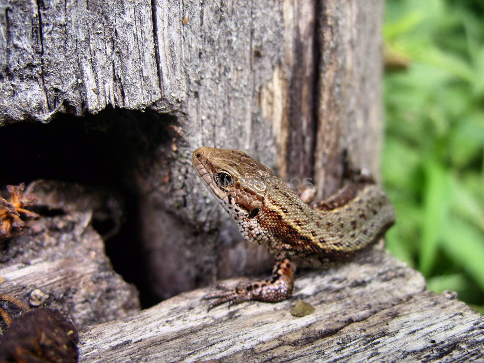 A lizard by photoamator