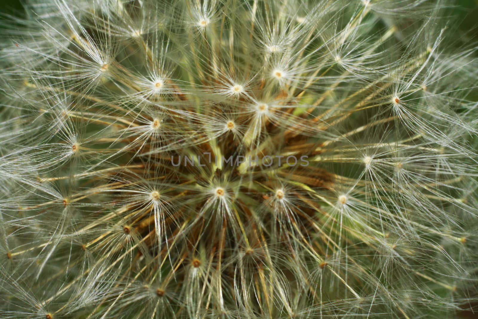A dandelion