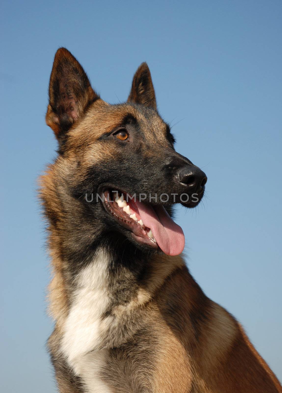 portrait of a belgian sheepdog