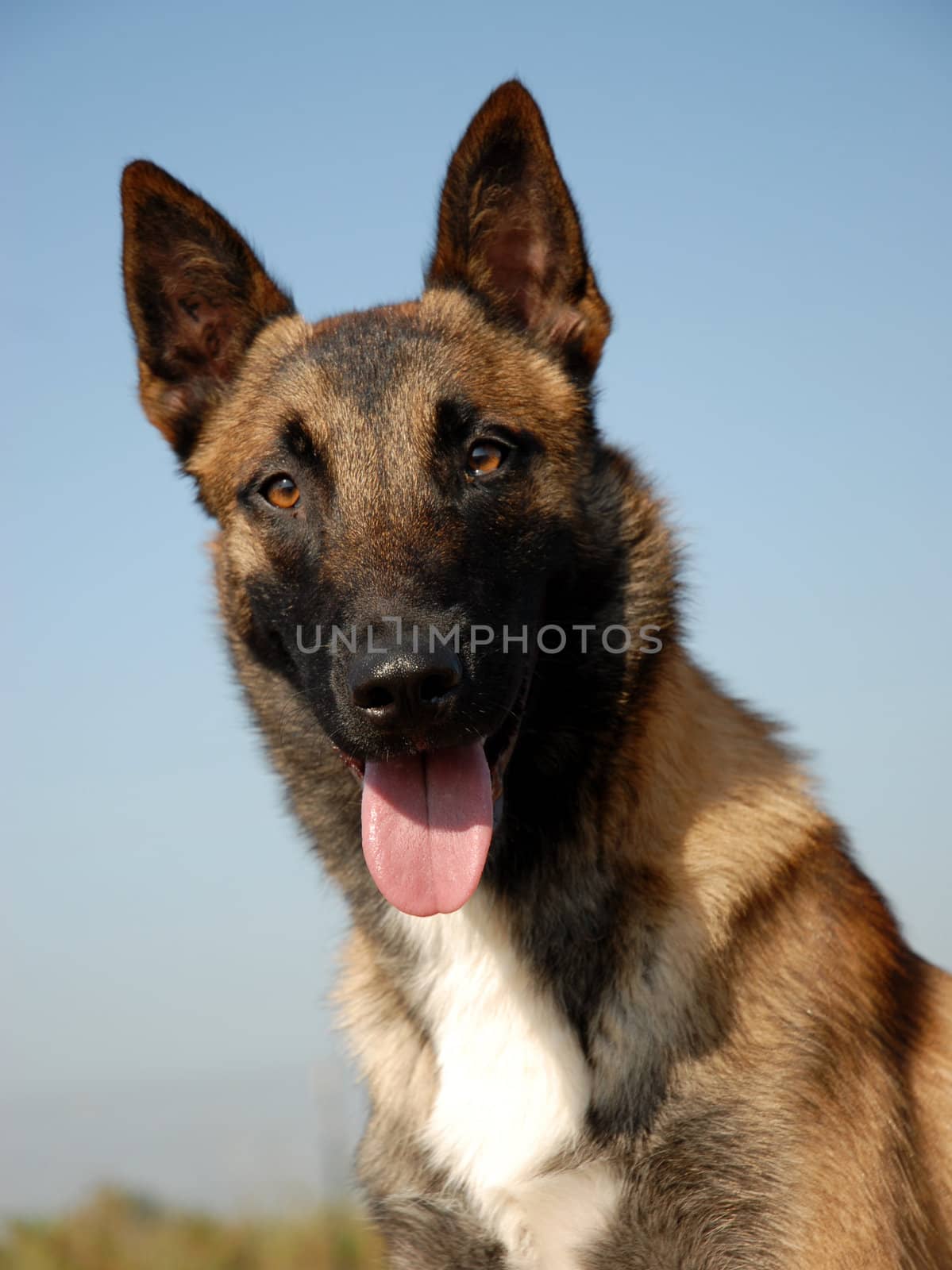 beautiful portrait of a purebred belgian shepherd: cute watching dog