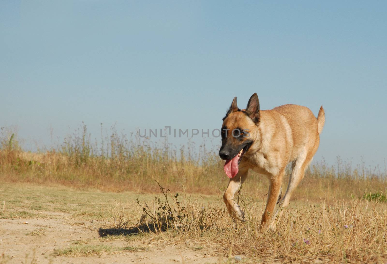 running sheepdog by cynoclub
