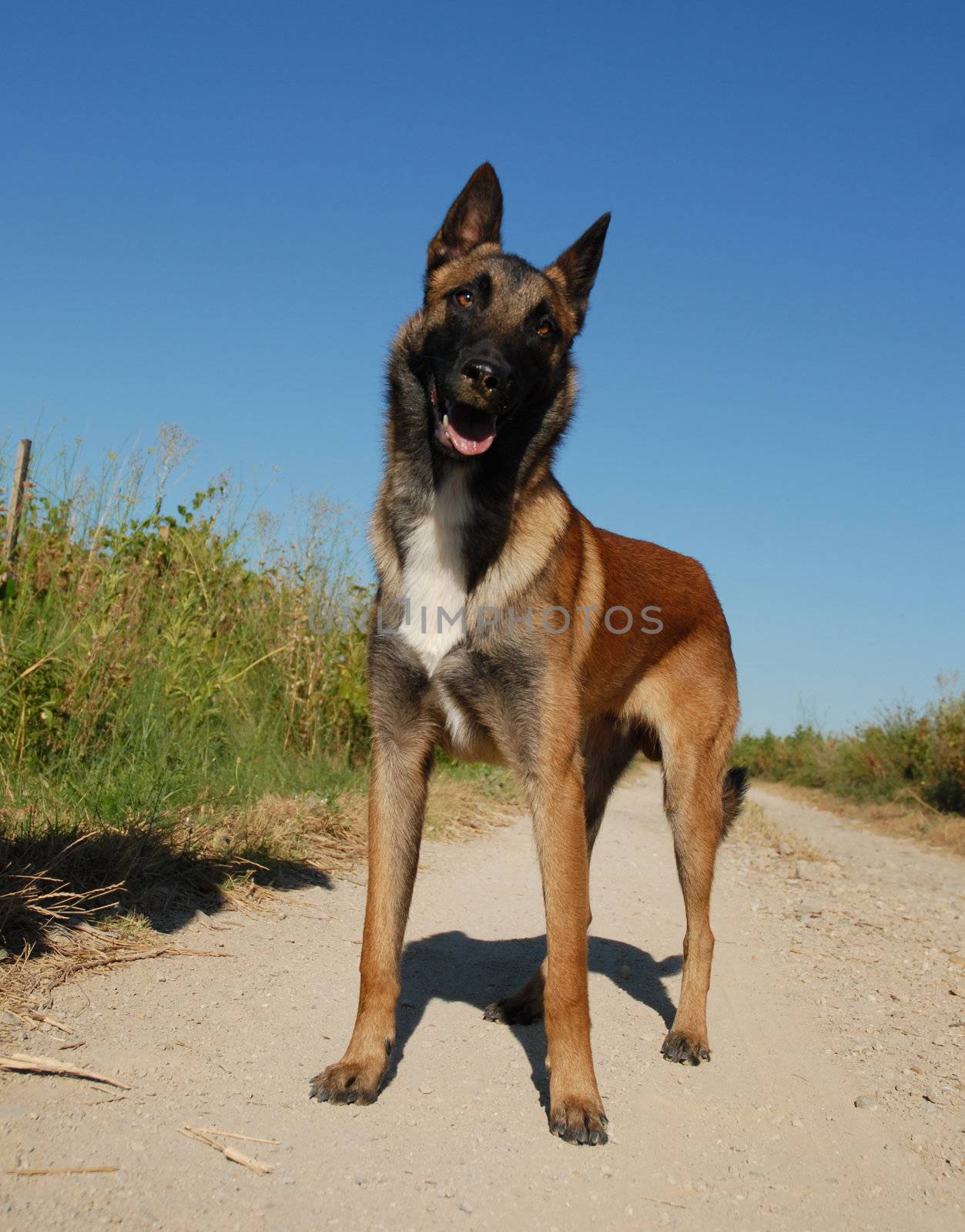 curious belgian shepherd by cynoclub