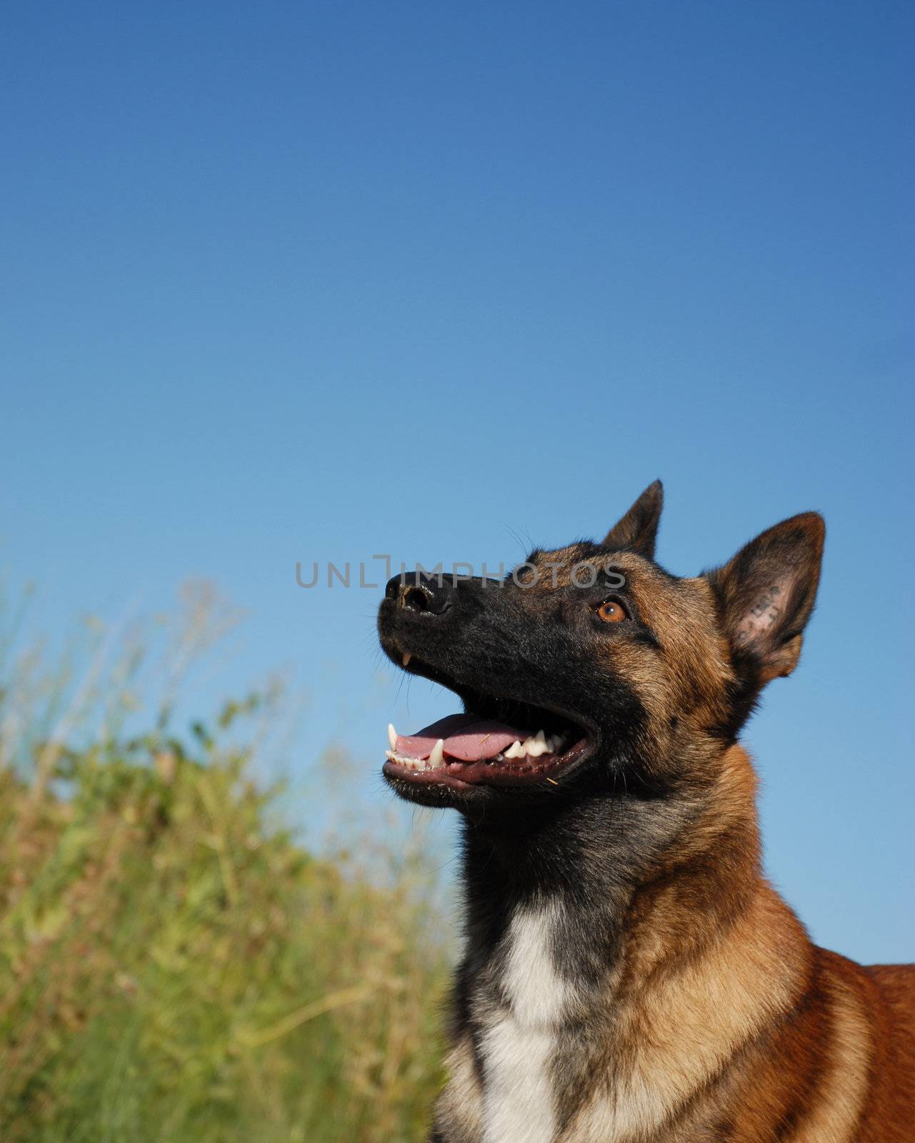 beautiful young purebred belgian shepherd malinois: cute watching dog