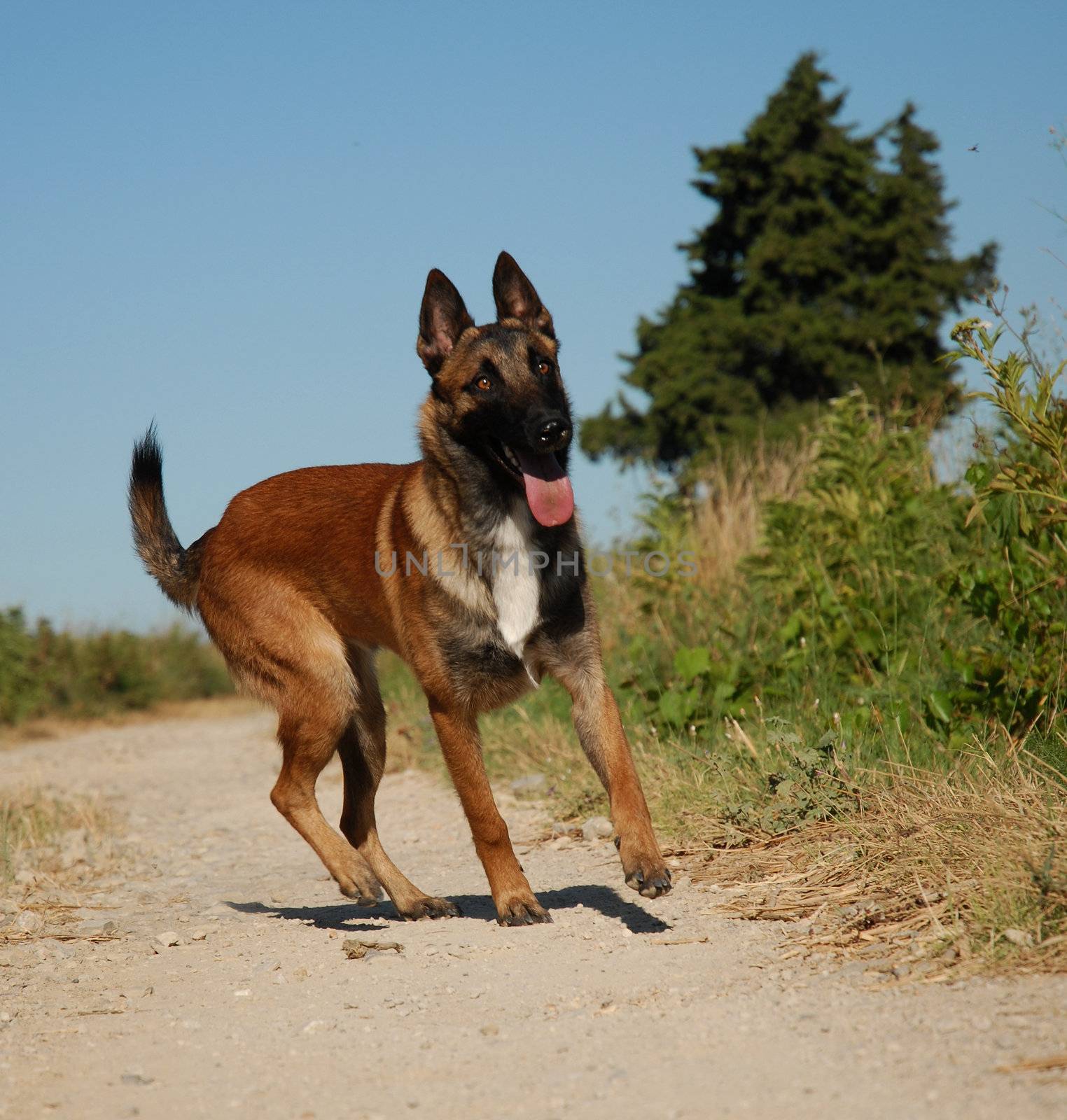 young malinois by cynoclub