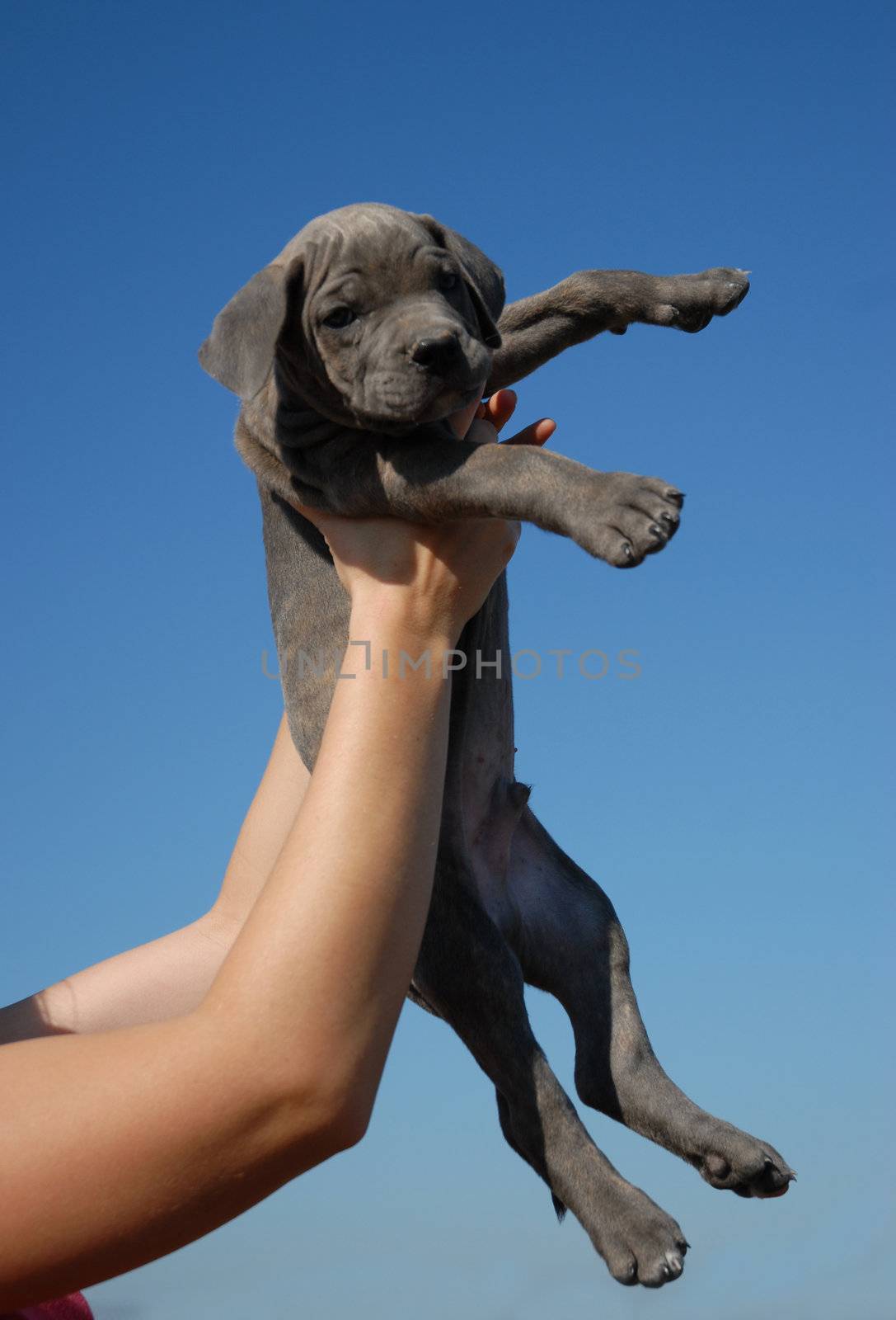 portrait of a beautiful young puppy cane corso