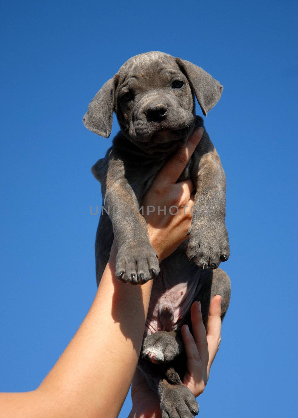 portrait of a beautiful young puppy cane corso