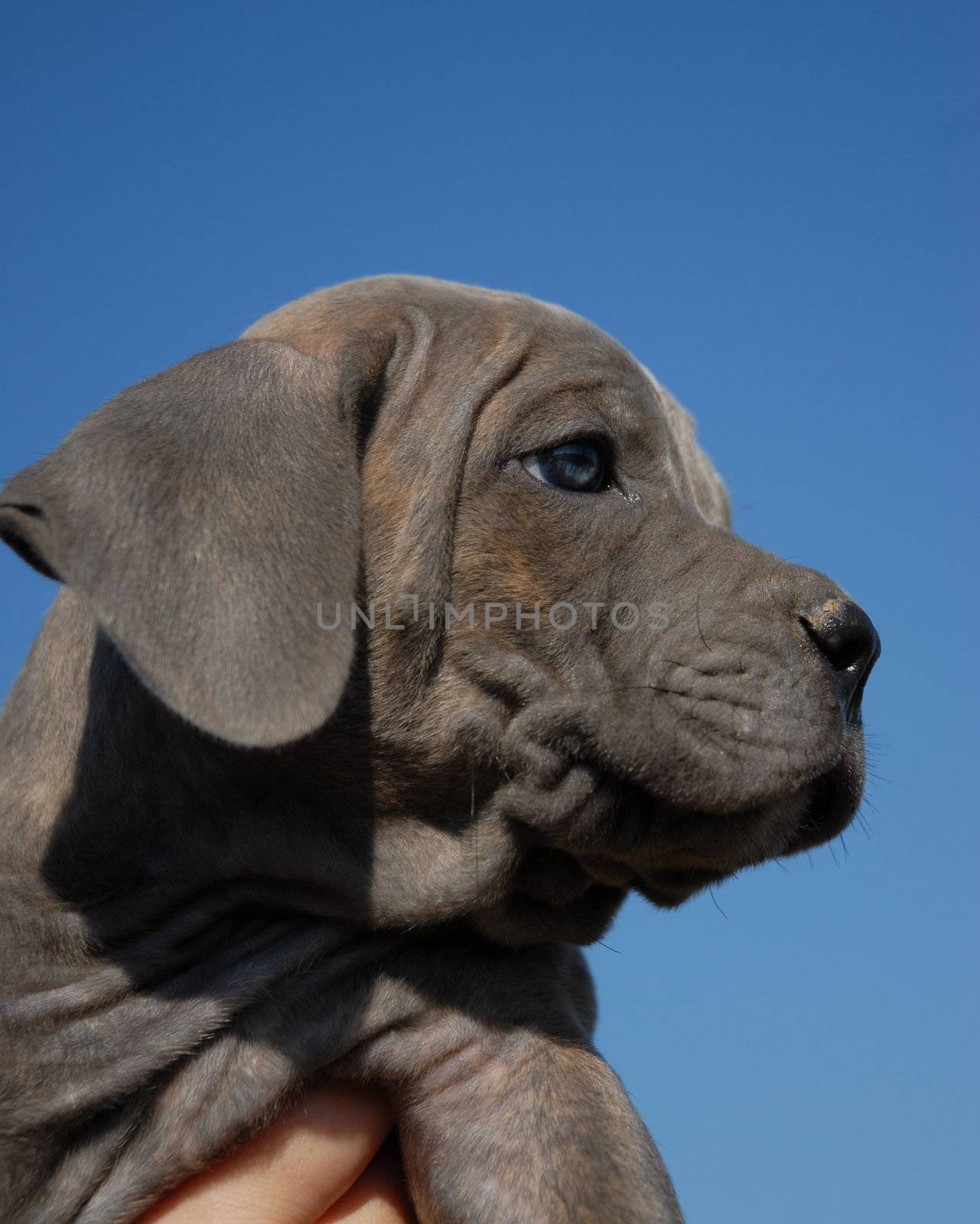 portrait of a beautiful young puppy cane corso