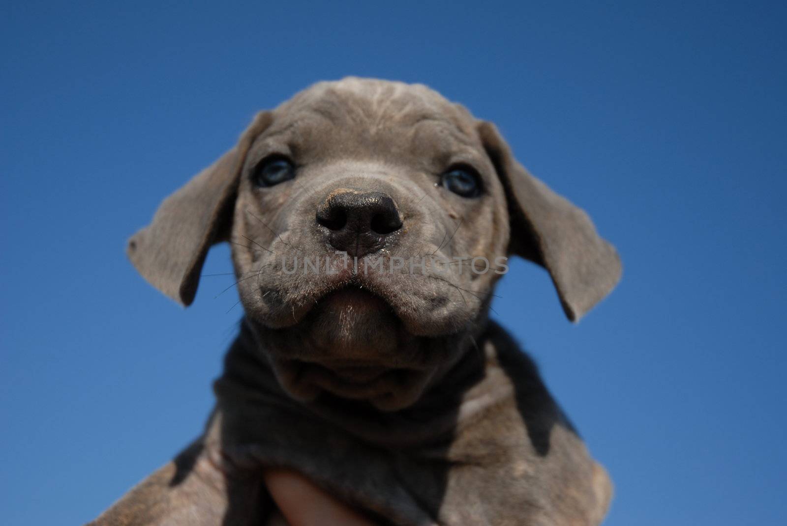 portrait of a puppy cane corso