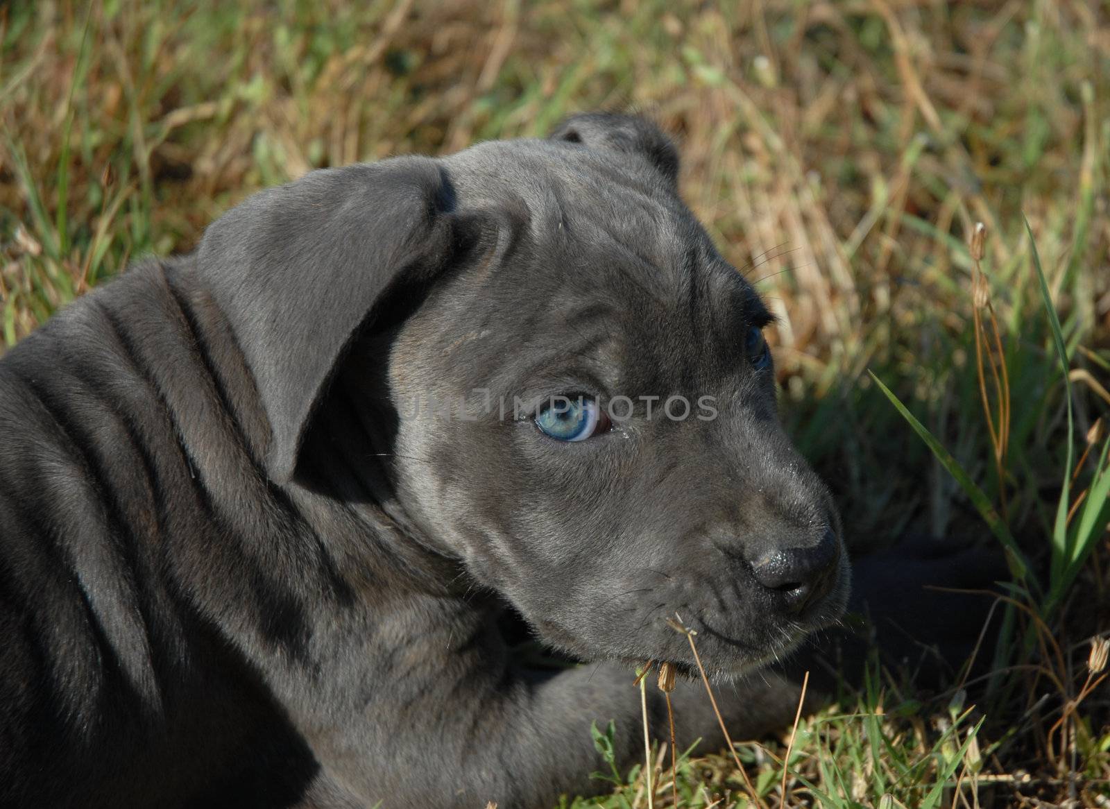 very young puppy cane corso in a field