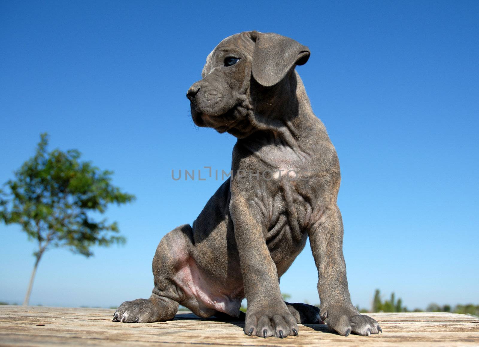 very young puppy purebred cane corso sitting